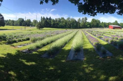 A scenic lavender field with rows of green and purple plants under a clear blue sky and trees in the background.