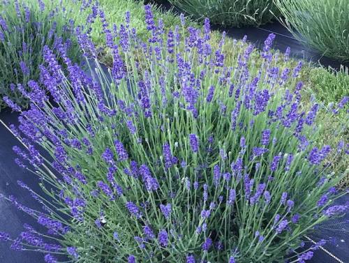 A close-up of vibrant purple lavender flowers blooming in a garden, surrounded by green foliage.