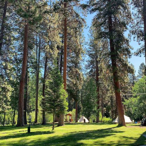 A serene campsite surrounded by tall trees and lush greenery, with tents set up on a sunny day.