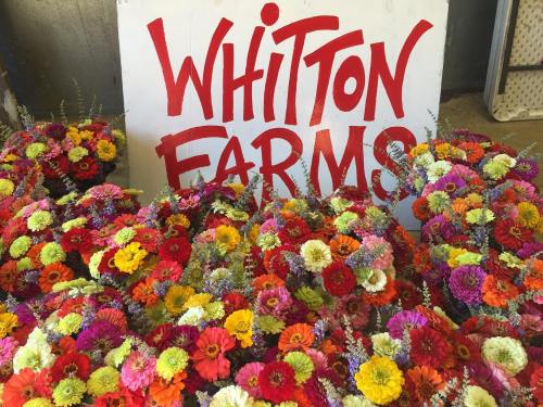 Colorful flower bouquets in front of a sign that reads "Whitton Farms."