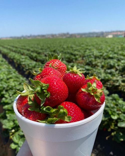 A cup filled with fresh, ripe strawberries, set against a backdrop of green strawberry fields under a clear blue sky.