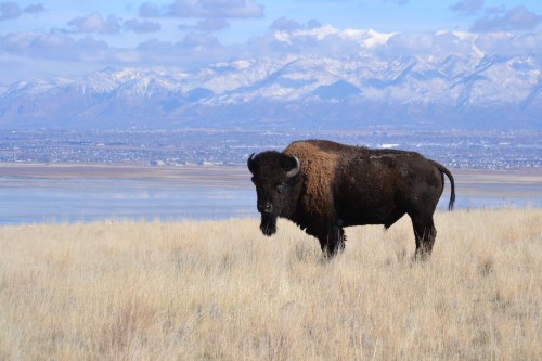 A bison stands in a grassy field with snow-capped mountains and a lake in the background under a blue sky.