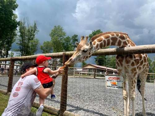 A child in a red hat feeds a giraffe while being held by an adult, with trees and a cloudy sky in the background.