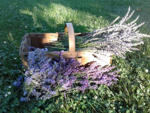 A wooden basket filled with fresh lavender flowers resting on green grass.