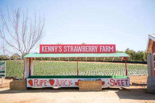 A colorful sign for Kenny's Strawberry Farm, featuring the words "Ripe, Juicy, Sweet" with a backdrop of strawberry fields.