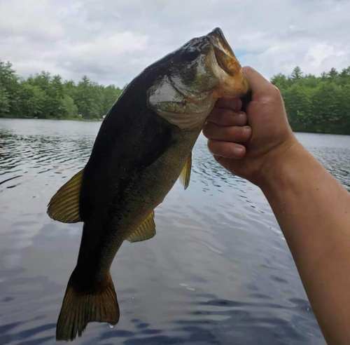 A person holding a large bass fish above a calm lake, surrounded by trees and cloudy skies.