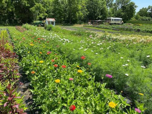 A vibrant flower field with colorful blooms, a tractor, and a vintage bus in the background surrounded by greenery.