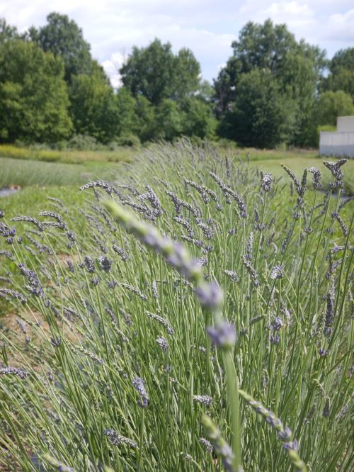 A field of lavender swaying gently in the breeze, with green trees in the background under a partly cloudy sky.