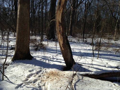 A snowy forest scene with two trees, one showing signs of bark removal, and animal tracks in the snow.