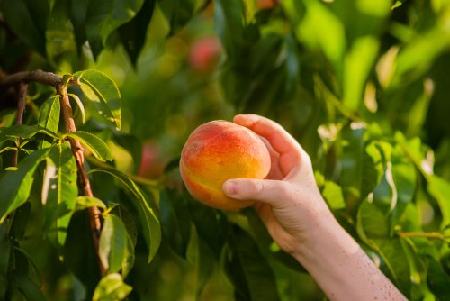 A hand reaching for a ripe peach on a tree, surrounded by green leaves.