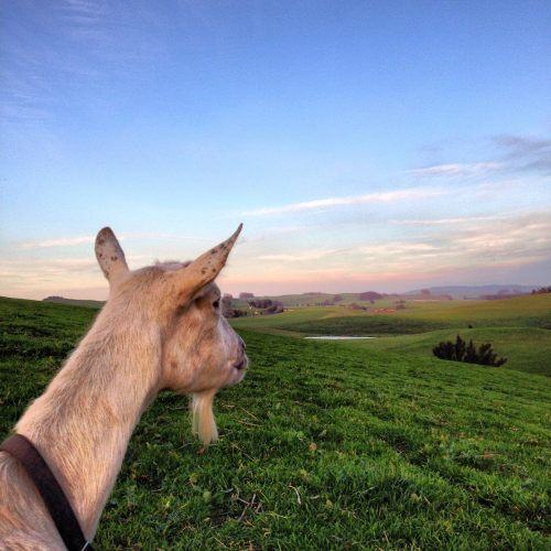 A goat gazes over a lush green landscape under a clear blue sky.