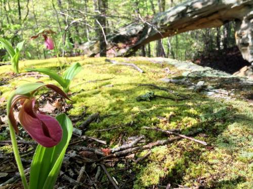 A close-up of a pink orchid blooming on a moss-covered rock in a lush, green forest.