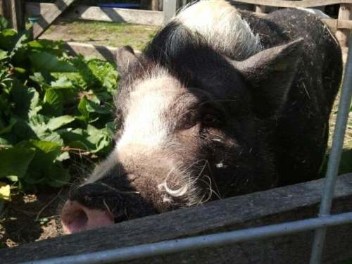 A close-up of a black and white pig with a prominent snout, standing near a wooden fence and greenery.