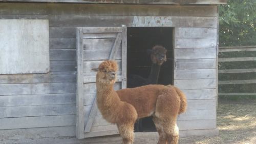 Two alpacas near a wooden shed labeled "ALPACAS," one standing outside and another peeking from the doorway.
