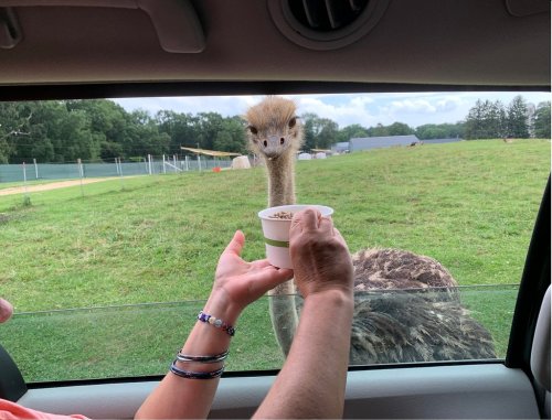 A person feeding an ostrich from a car window, with green fields and trees in the background.
