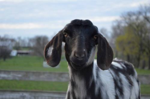 A close-up of a black and white goat with long ears, set against a green landscape and cloudy sky.