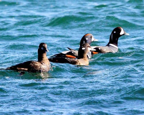 Four ducks swimming in a blue body of water, with two displaying distinctive black and white plumage.