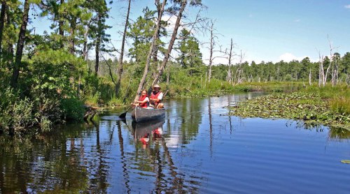 Two people paddle a canoe through a serene, lush wetland with trees and lily pads under a clear blue sky.