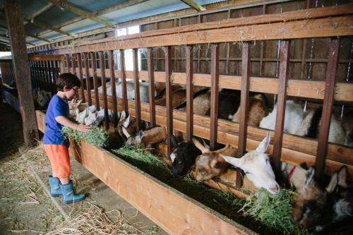 A child feeds goats in a barn, with several goats eagerly reaching through the wooden fence for hay.