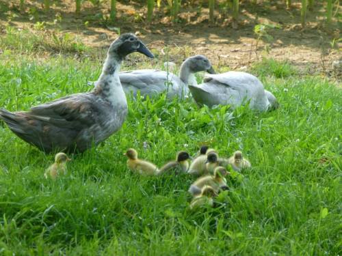 A group of ducklings forages in green grass near two adult ducks in a sunny outdoor setting.