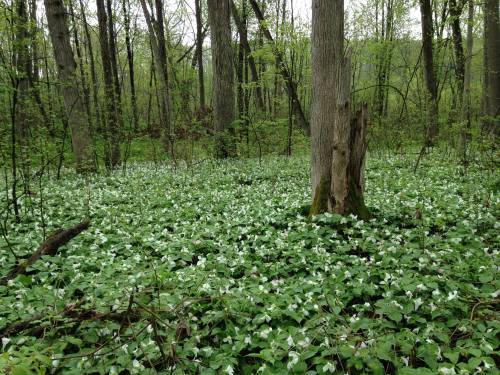A lush forest scene with a carpet of white flowers and green foliage surrounding tall trees.