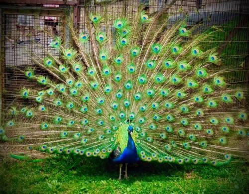 A vibrant peacock displaying its colorful, fan-like tail feathers in a lush green setting.