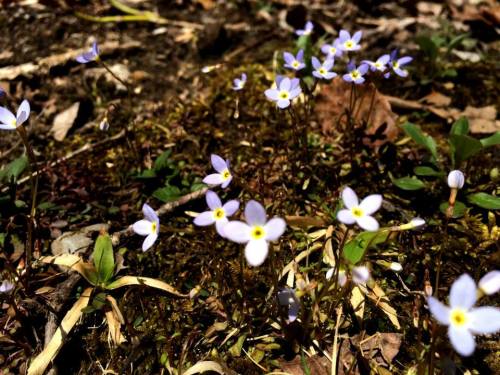 A close-up of small purple flowers blooming among green leaves and brown earth.