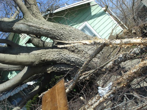 A large tree has fallen against a green house, with broken branches and debris scattered around.