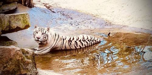 A white tiger lounging in shallow water, surrounded by rocks and a natural setting.