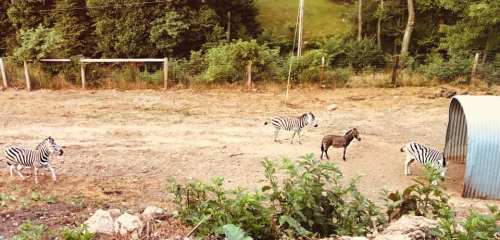 Four zebras and a donkey in a grassy area with trees in the background.
