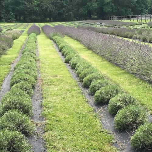Rows of lush lavender plants in a field, with green grass in between and trees in the background.