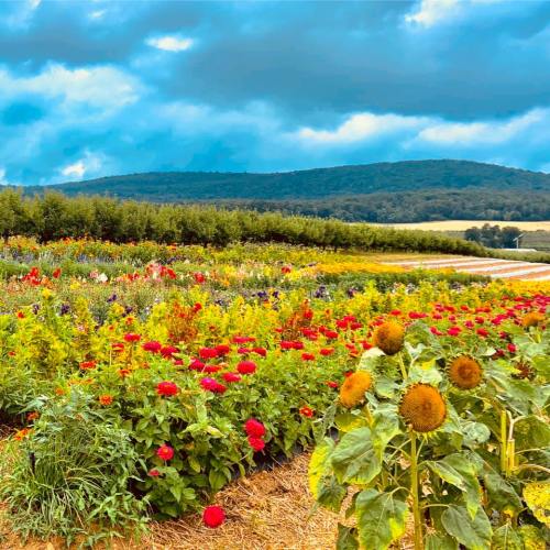 A vibrant flower field with red, yellow, and purple blooms under a cloudy sky, set against rolling green hills.