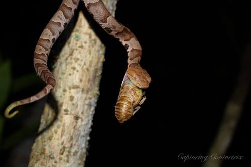 A snake hanging from a tree branch, consuming a large insect in a dark, natural setting.
