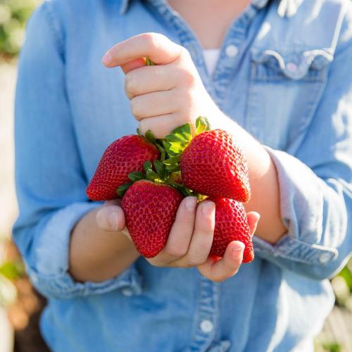 A person holding a cluster of fresh, ripe strawberries in their hands, wearing a denim shirt.