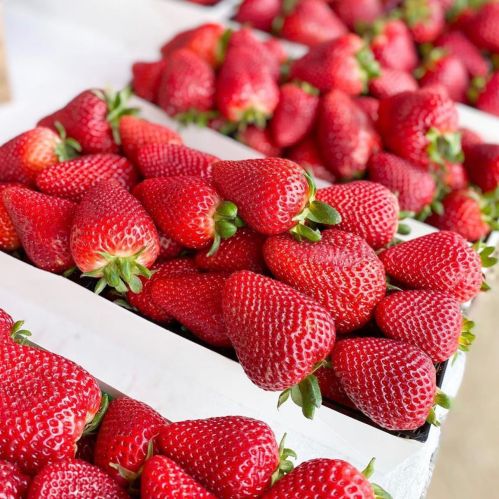 Fresh, vibrant red strawberries piled in white containers at a market.