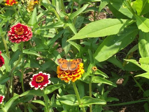A butterfly rests on a vibrant orange flower surrounded by red and white flowers in a lush garden.