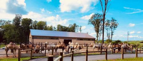 A line of camels stands near a barn, surrounded by trees and a clear blue sky.
