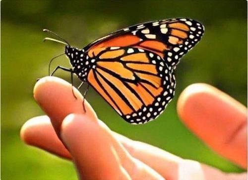 A close-up of a monarch butterfly resting on a person's hand, with a blurred green background.