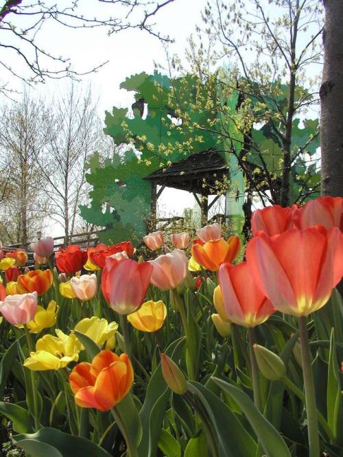 A vibrant garden filled with colorful tulips in various shades, with a green structure and trees in the background.