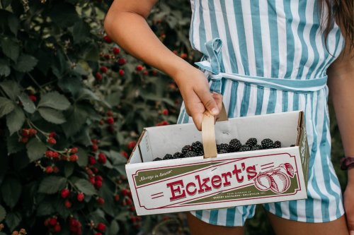 A person in a striped outfit holds a basket of blackberries in a berry patch.