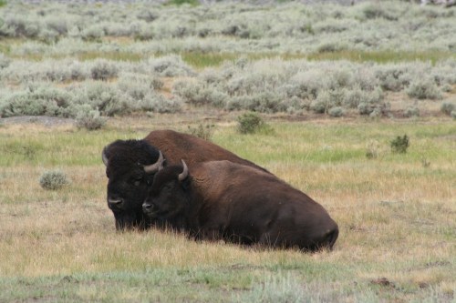 Two bison resting on a grassy field surrounded by sparse shrubs and greenery.