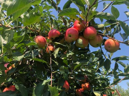 A close-up of a tree branch laden with ripe, red and green apples against a clear blue sky.