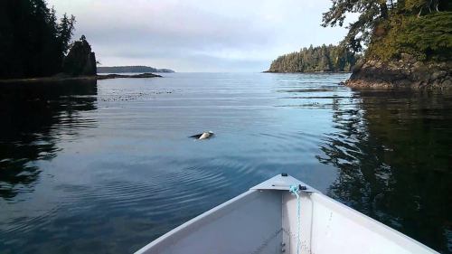 A calm water scene from a boat, with a distant shoreline and a bird swimming nearby.