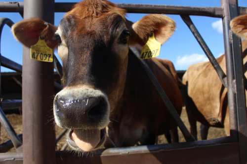 A close-up of a brown cow with ear tags, sticking out its tongue, behind a metal fence on a farm.