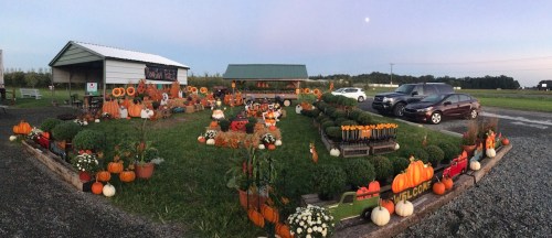 A pumpkin patch with various pumpkins, flowers, and decorations, set against a twilight sky and parked cars nearby.