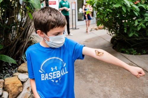 A boy in a blue shirt with a baseball logo watches a butterfly resting on his arm in a lush indoor garden.