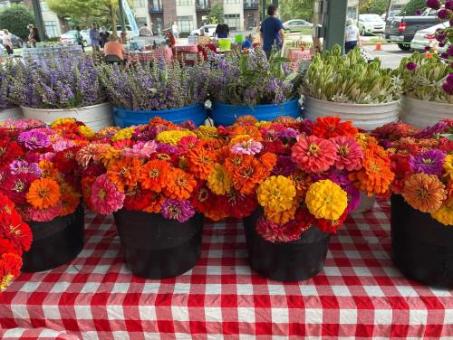 Colorful bouquets of zinnias in black buckets on a red and white checkered tablecloth at a market.