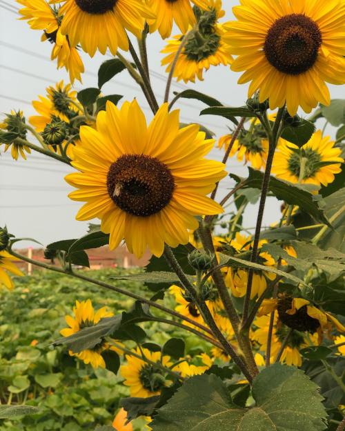 A close-up of vibrant yellow sunflowers in a field, with green leaves and a soft background.