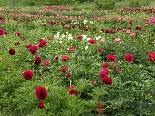 A vibrant field of blooming peonies in various shades of red, pink, and white, surrounded by lush green foliage.