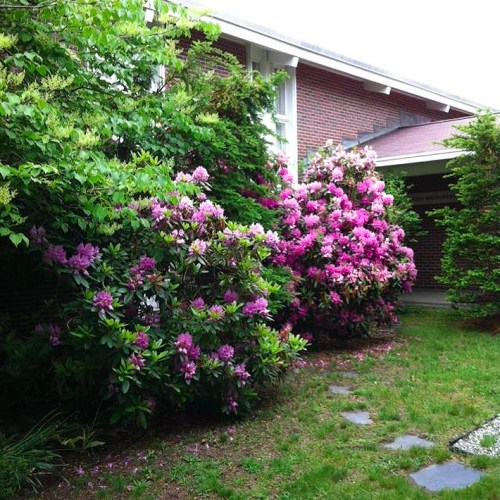 A lush garden with vibrant pink and purple rhododendron flowers beside a brick house. Green foliage surrounds the area.